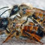 Το τσίμπημα της μέλισσας και οι ευεργετικές του ιδιότητες