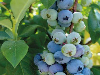 Μύρτιλλα (blueberries) – Θεραπευτικές ιδιότητες