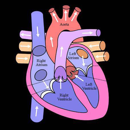 Τα σημάδια δυσλειτουργίας των βαλβίδων της καρδιάς