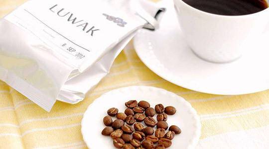 Kopi luwak: o πιο ακριβός καφές φτιάχνεται από κόπρανα αγριόγατας