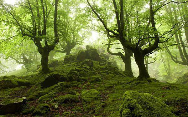 Ένα υπέροχο απόκοσμο δάσος γεμάτο μυστήριο και ομορφιά.