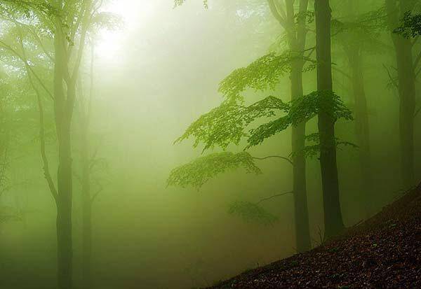 Ένα υπέροχο απόκοσμο δάσος γεμάτο μυστήριο και ομορφιά.