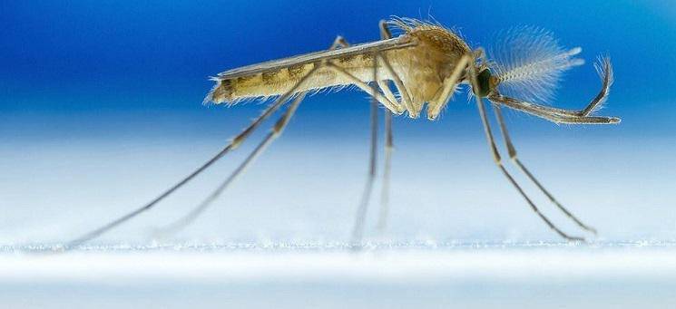 Ανεπιθύμητοι επισκέπτες: 6 πράγματα που μισούν τα κουνούπια