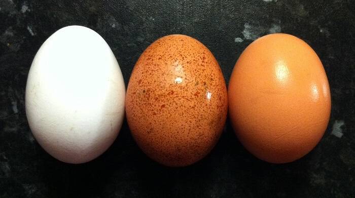 Οι 6 συχνότερες απορίες για το ταπεινό αυγό