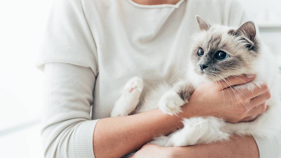 Αλλεργία στη γάτα: Τρόποι να περιορίσετε τις ενοχλήσεις