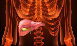 bigstock-medical-structure-of-the-liver-113369684