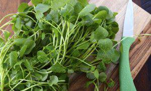 bigstock-Watercress-Salad-Ingredient-107985224