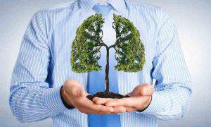 bigstock-Lungs-shaped-tree-in-palms-as-99062684