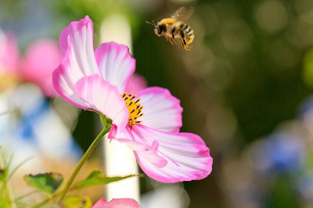 Αλλεργία στο τσίμπημα της μέλισσας: Συμπτώματα & προφυλάξεις