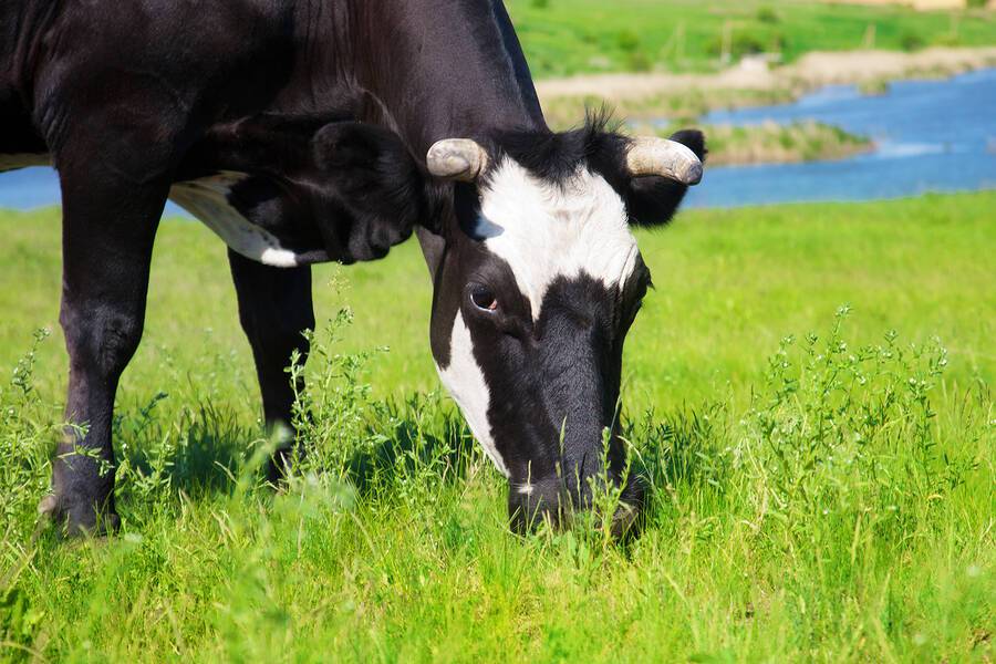 Αξίζει να αγοράζουμε βιολογικό γάλα & κρέας; Η ετυμηγορία των ειδικών