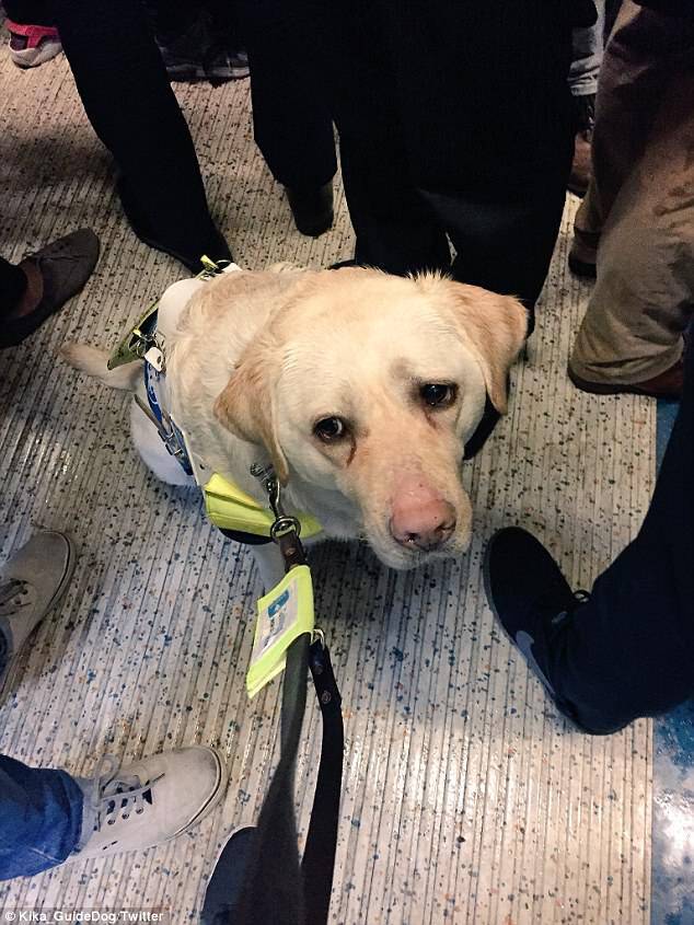 He was left in tears after boarding a wet train and being ignored by his fellow commuters, who stayed seated around him as he struggled to find something to hold on to and Kika slid across the wet floor (pictured) even having her tail trodden on