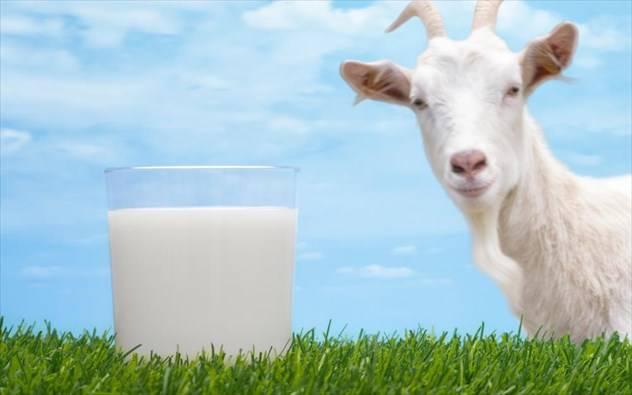 Γαλακτοκομικά προϊόντα από κατσικίσιο γάλα: γιατί να τα προτιμάτε;