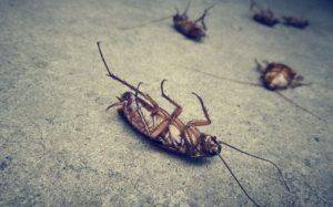 Eordaialive.com - Τα Νέα της Πτολεμαΐδας, Εορδαίας, Κοζάνης Ποια η φυσική μυρωδιά που δεν αντέχουν με τίποτα οι κατσαρίδες και τα μυρμήγκια!!!