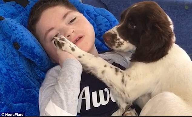 The mother-of-two took to Facebook to share an adorable clip of the little boy bonding with the puppy, which quickly garnered 6,400 likes, 1,800 shares and 194,000 views