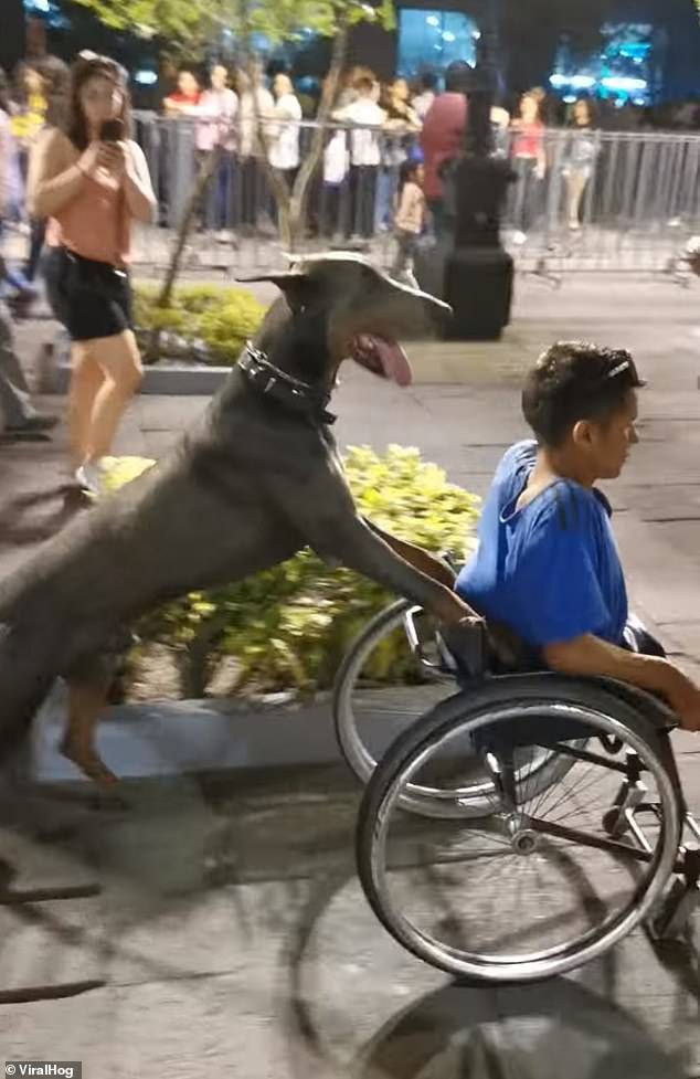 Leo, the dog, and Owen, the young man in the wheelchair, cruised down the plaza with confidence in the short clip