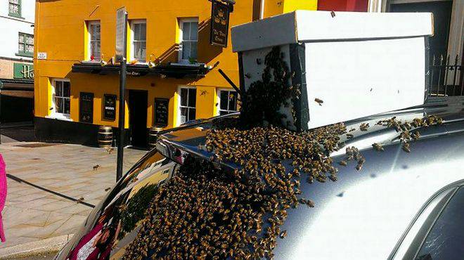 20.000 μέλισσες ακολουθούσαν ένα αυτοκίνητο επί δύο μέρες γιατί είχε εγκλωβιστεί η βασίλισσά τους - Εικόνα 3