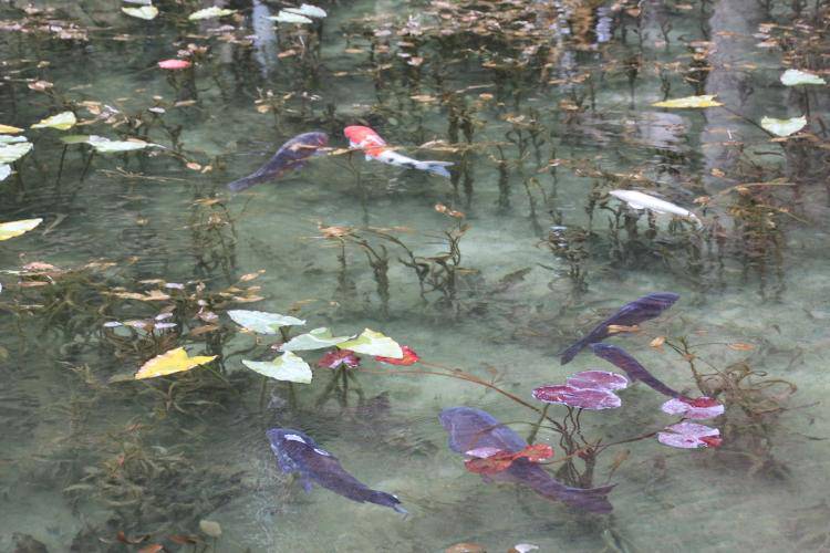 Υπέροχη λίμνη της Ιαπωνίας μοιάζει σαν να ζωντάνεψε πίνακας του Monet