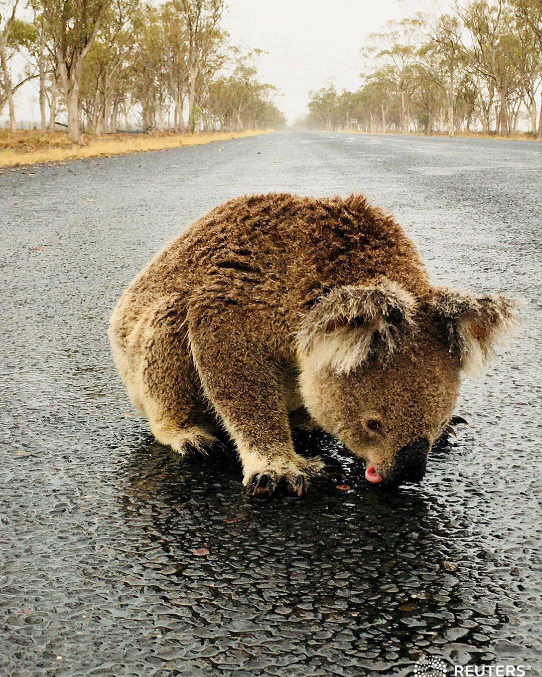 Αποτέλεσμα εικόνας για Αυστραλία: Κοάλα γλύφει τον βρεγμένο δρόμο μετά από βροχή για να ξεδιψάσει