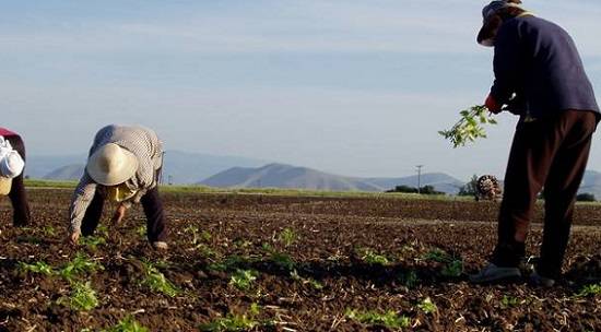 Κορονοϊός: Στηρίξτε τους αγρότες για να μπορέσουν να καλλιεργήσουν γιατί θα πεινάσουμε Agroti8