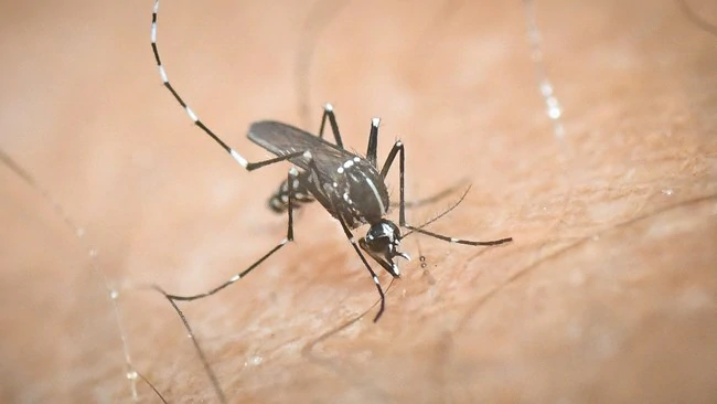 Πώς τσιμπάνε τα κουνούπια – Δείτε τι ακριβώς κάνουν - vid